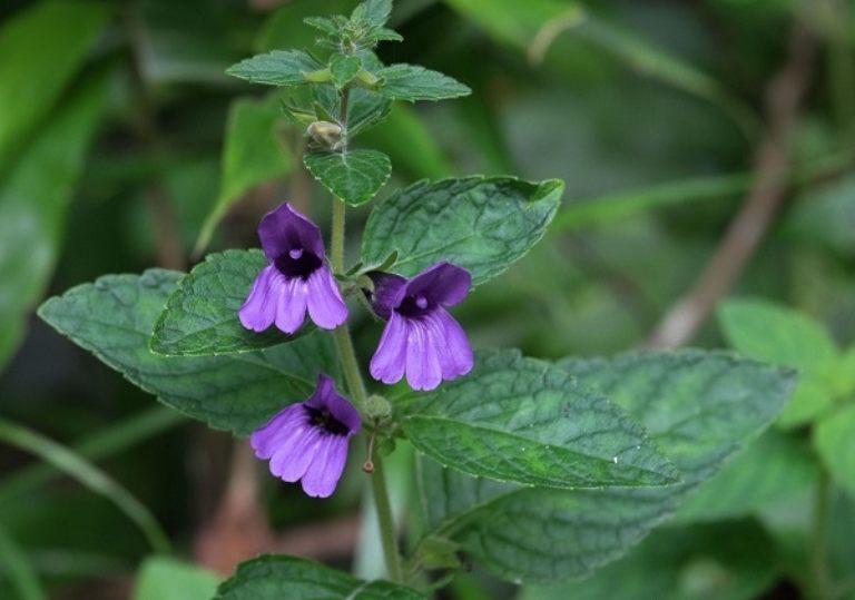 Hình ảnh Nhân Trần (Adenosma glutinosum)